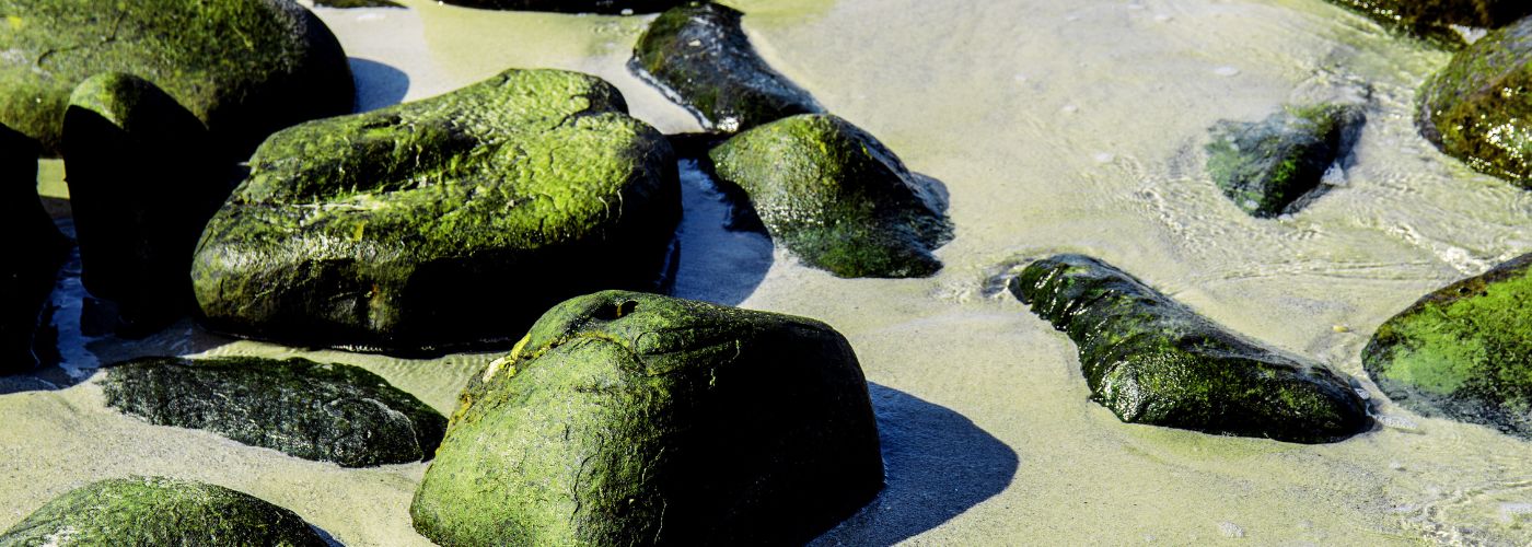 Does Sea Moss Help Erectile Dysfunction